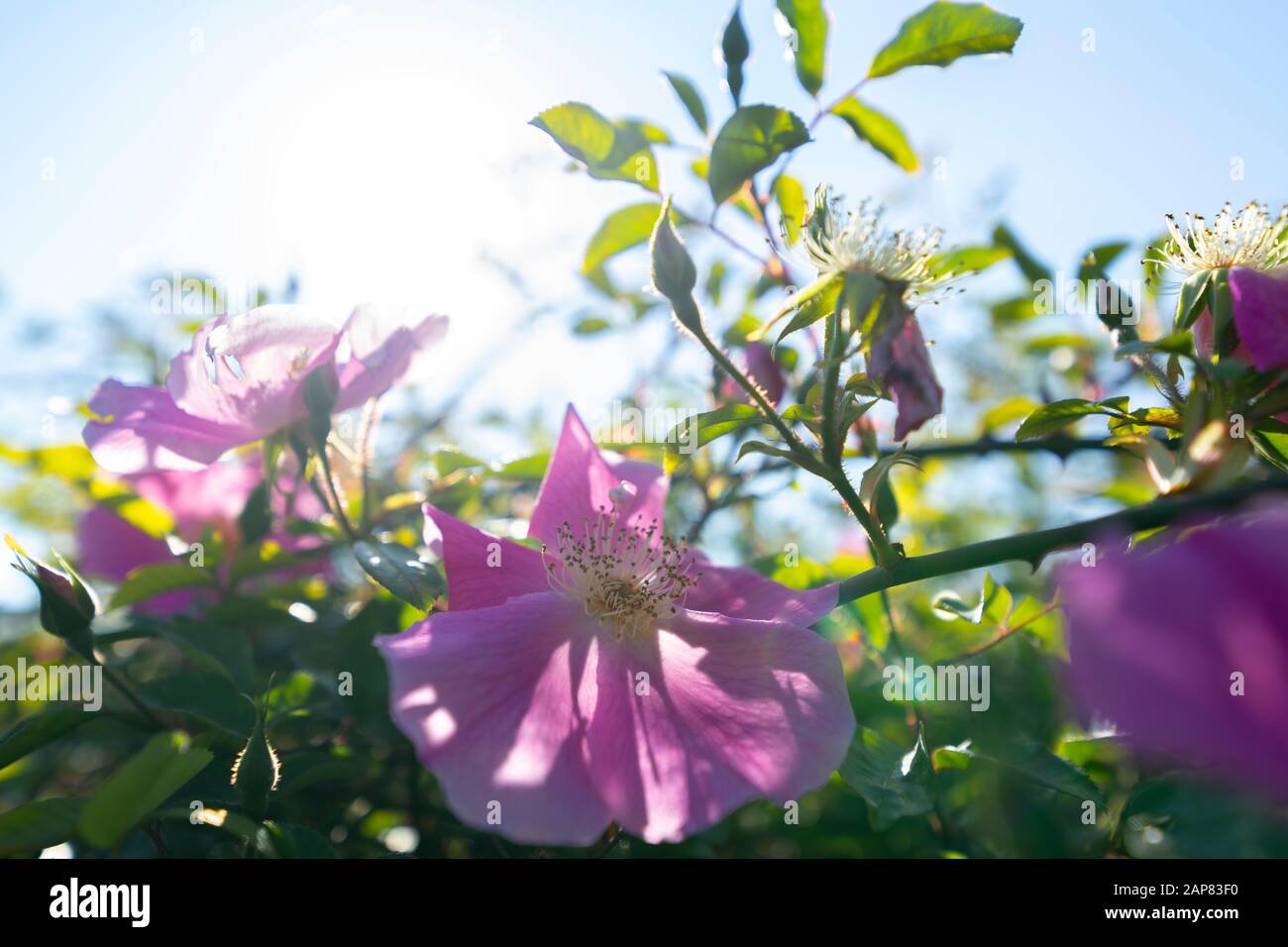 A spectacle of nature the wild rose Stock Photo - Alamy