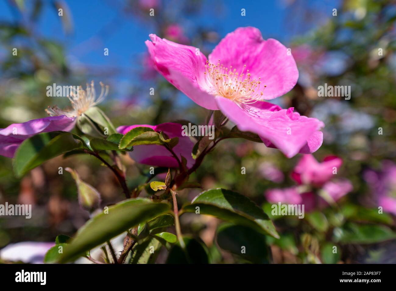 A spectacle of nature the wild rose Stock Photo - Alamy