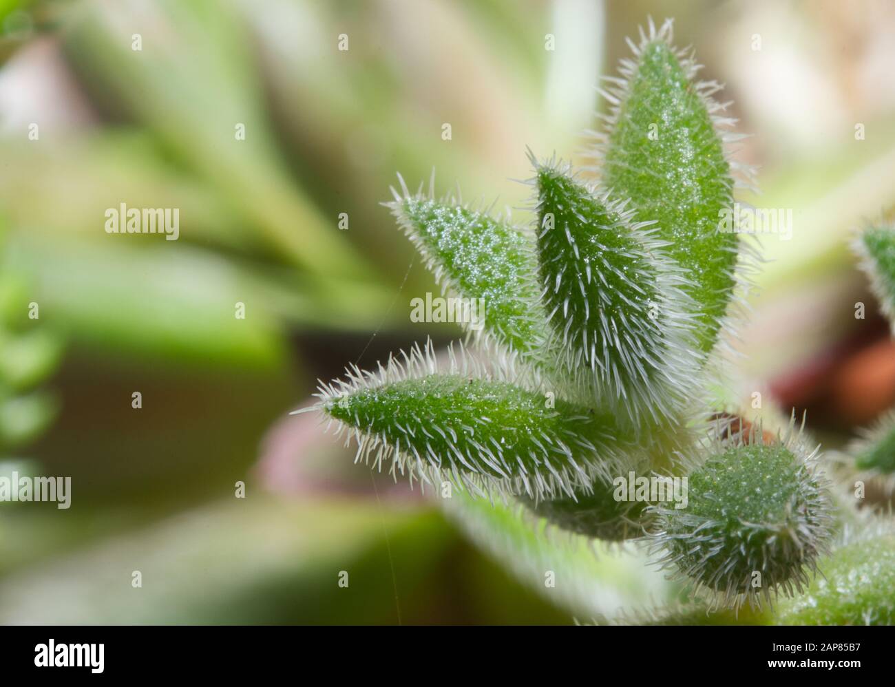 A Close up shot of a green and fuzzy succulent species Stock Photo