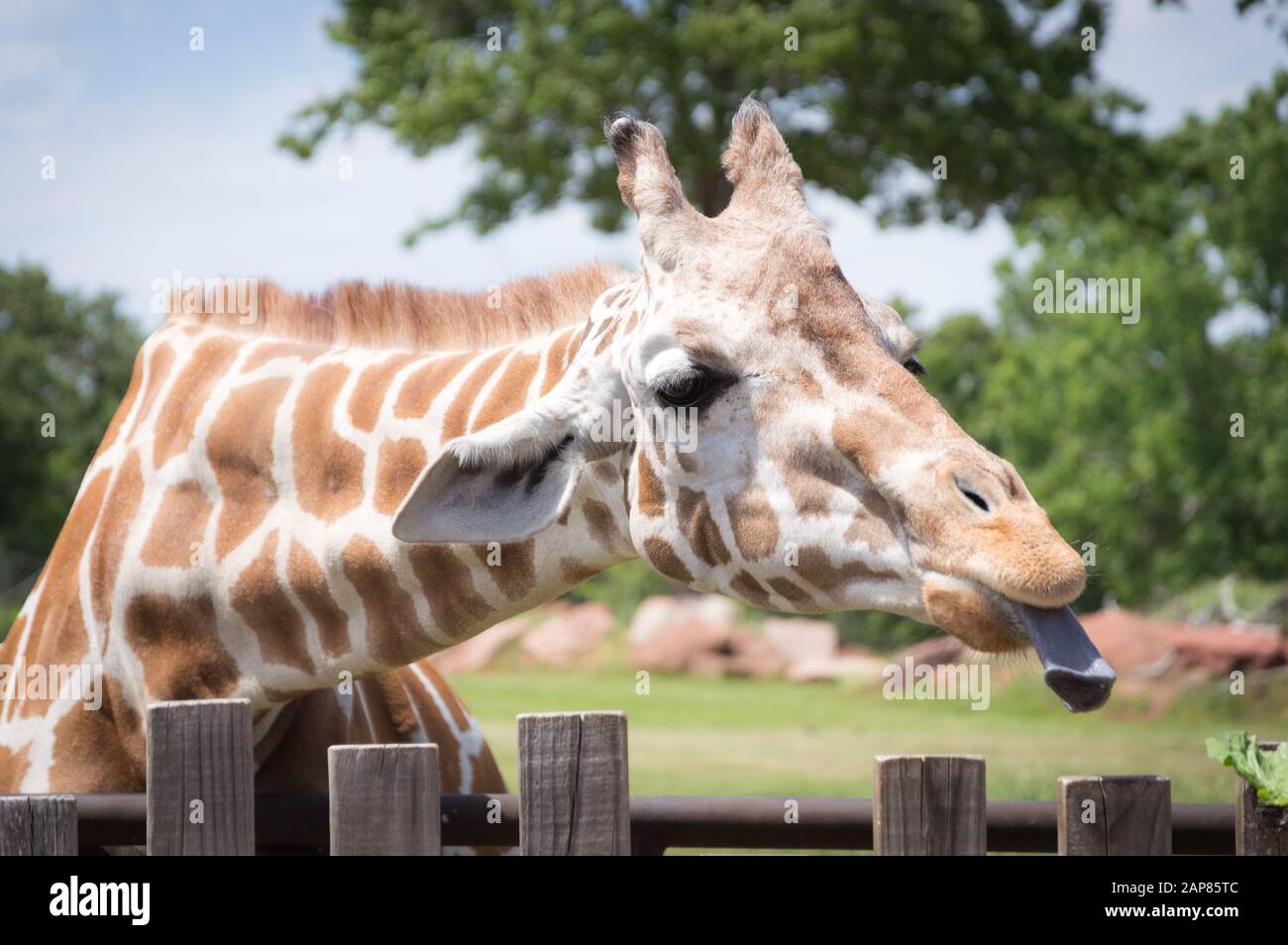Giraffe sticks out long blue tongue head shot closeup portrait. Stock Photo