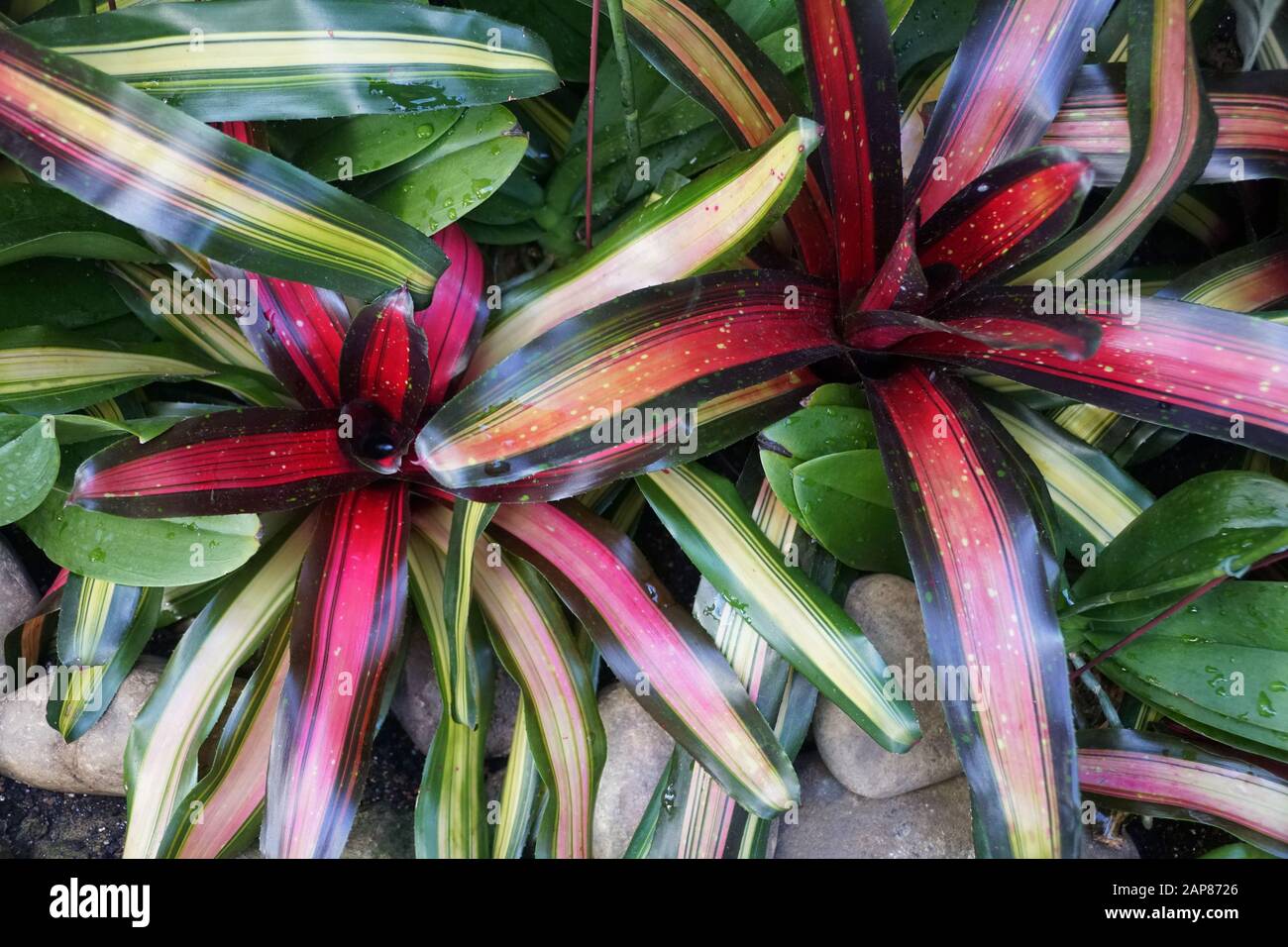 Green, red and black yellow leaves of Aechmea 'Tropic Torch' Stock Photo