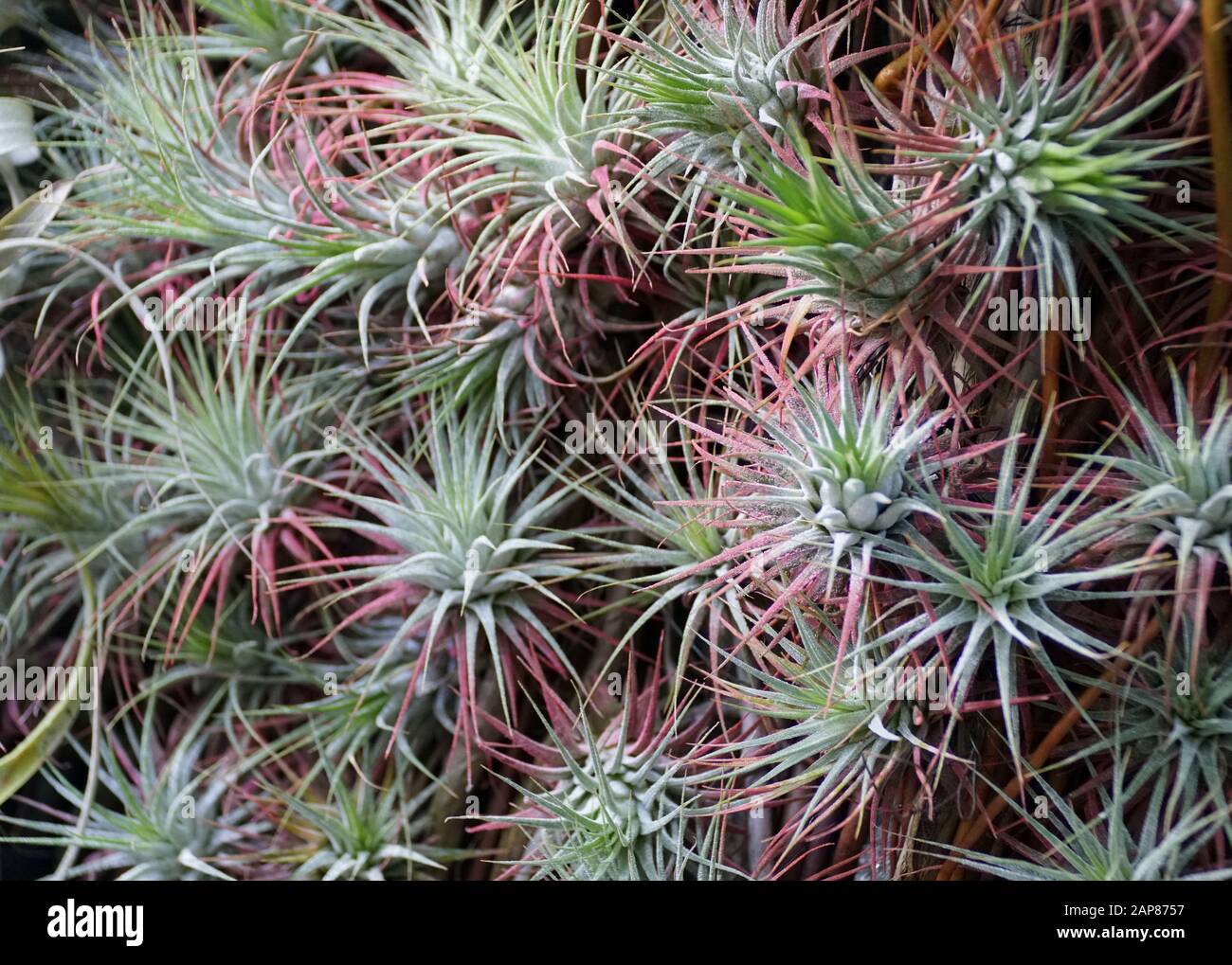 Green wall plants natural hi-res stock photography and images - Alamy