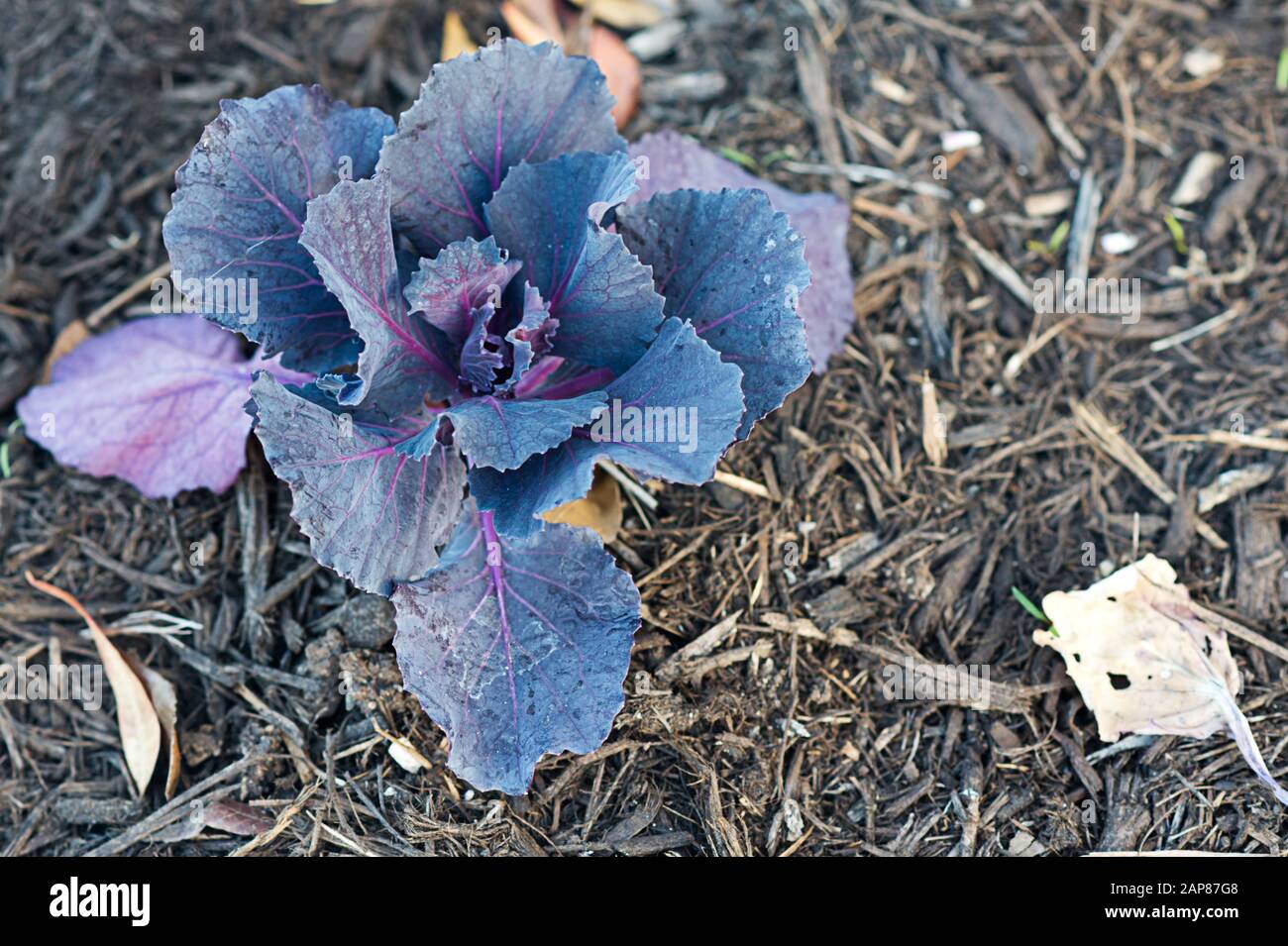 A purple, leafy plant similar to lettuce Stock Photo
