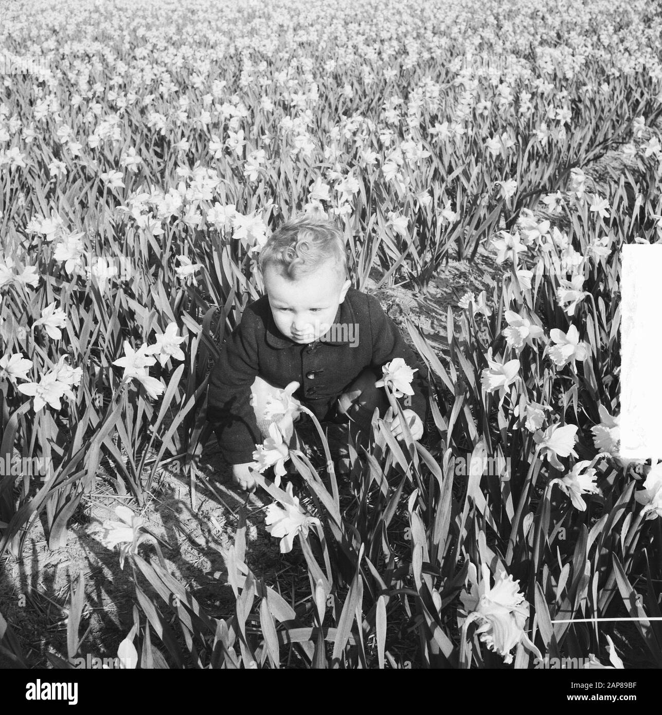 Flower bulbs in Hillegom Annotation: Boy in daffodil Field Date: 23 March 1950 Location: Hillegom Keywords: flower bulb cultivation Stock Photo