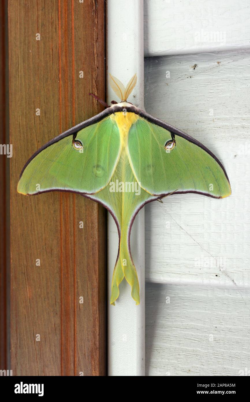 Closeup of a large luna moth, scientific name Actias luna Stock Photo
