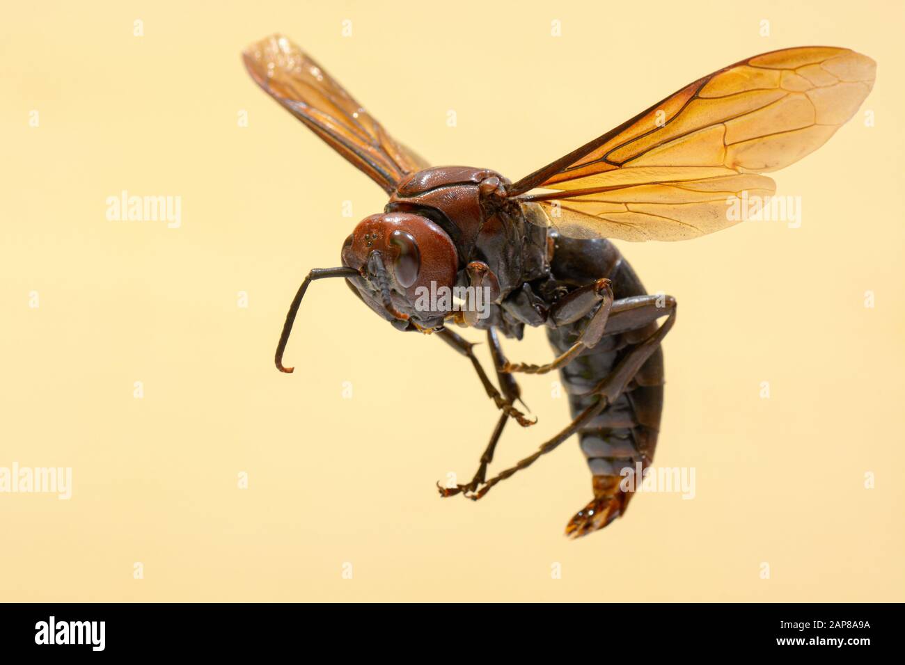 Giant brown paper wasp, known by the scientific name Polistes gigas Stock Photo