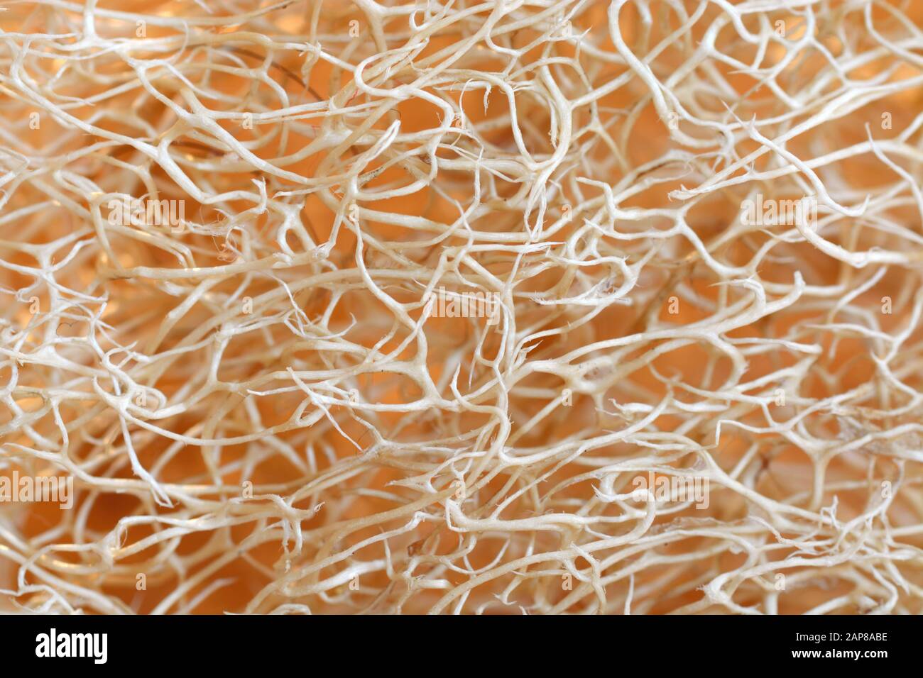 Background texture of the fibers from a dried luffa gourd Stock Photo