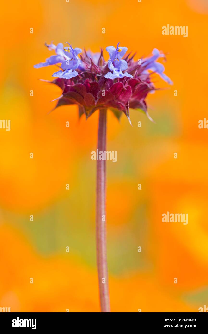 Chia Flower (Salvia columbariae), Walker Canyon, Lake Elsinore, California Stock Photo