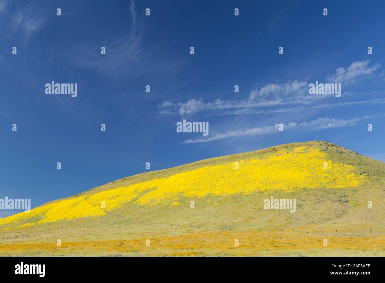 Wildflowers blooming during 2019 Superbloom in Carrizo Plain National Monument Stock Photo