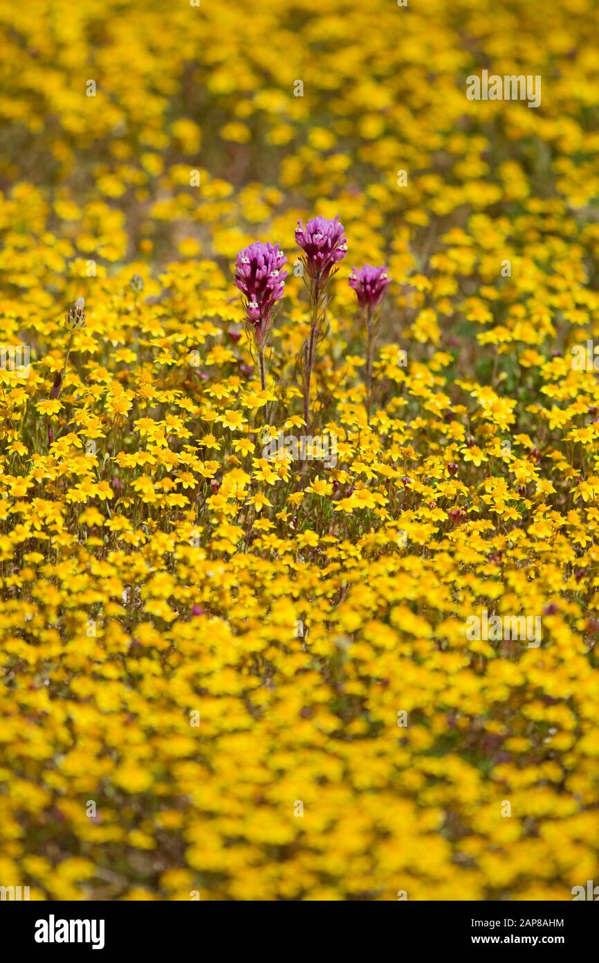 Wildflowers blooming during 2019 Superbloom in Carrizo Plain National Monument Stock Photo