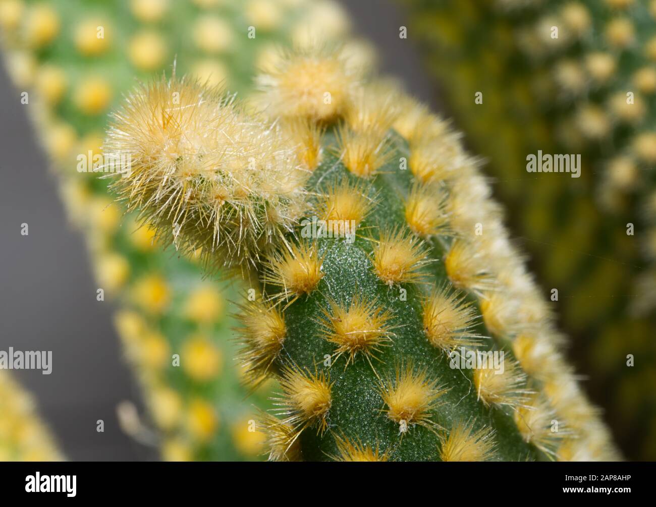 Close up picture of a pricey cactus found on a back patio. Stock Photo