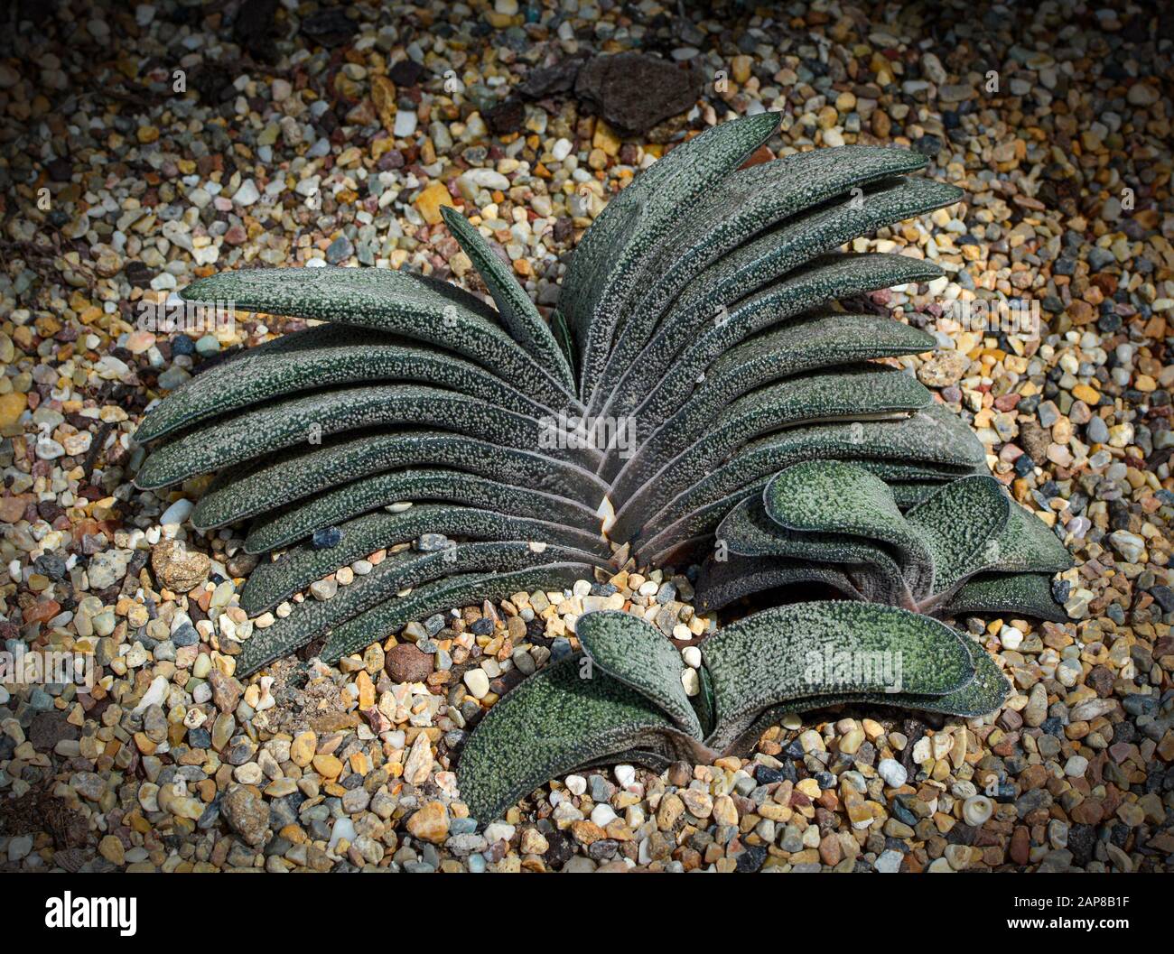 Young Gasteria baylissiana, a species of succulent flowering plant Stock Photo