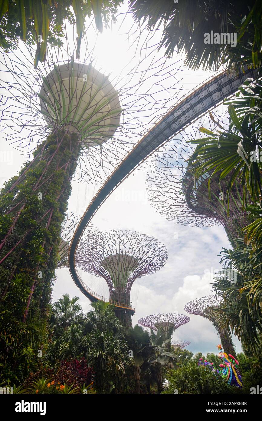Singapore - September 8, 2018 - Vertical view of the OCBC Skyway in the Supertree Grove at Gardens by the Bay Stock Photo