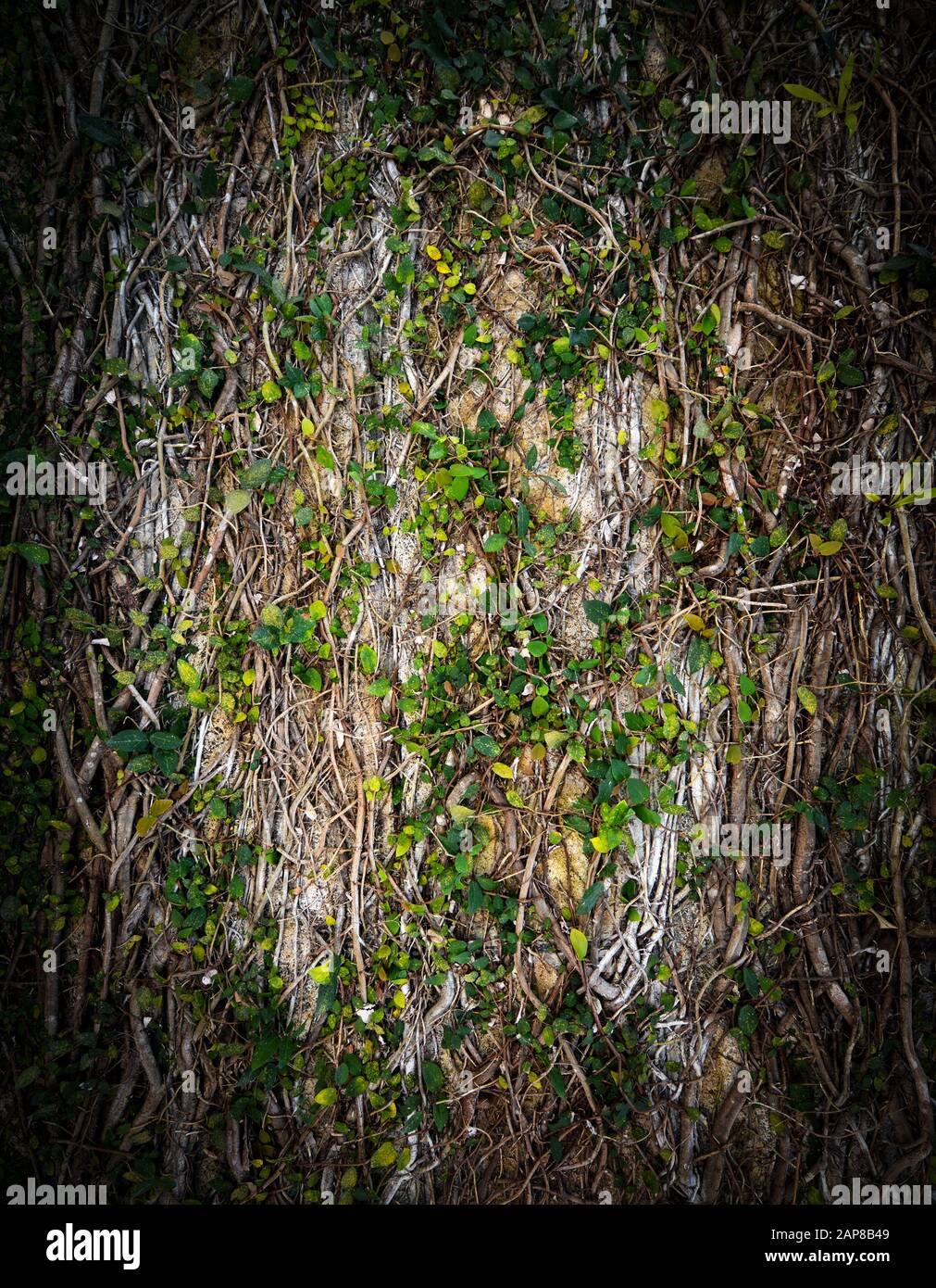 Natural vine covered wall background texture with vertical framing Stock Photo