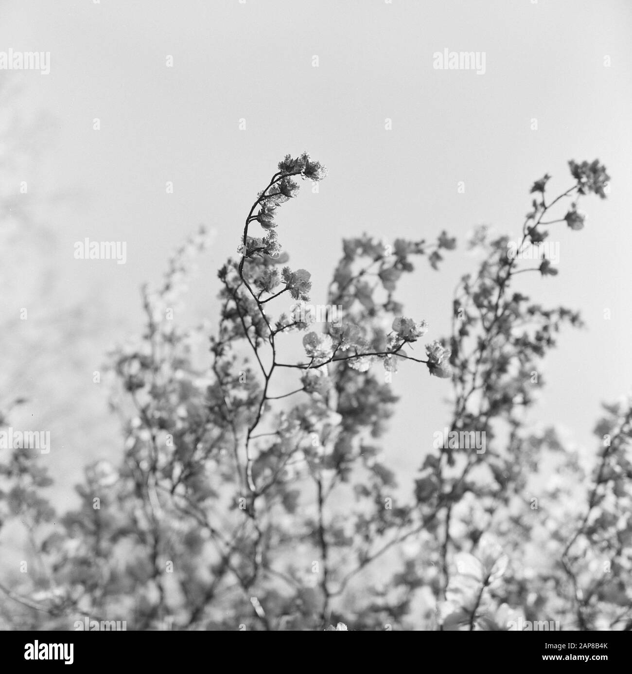 Beech tree trees branches leaves Black and White Stock Photos & Images ...