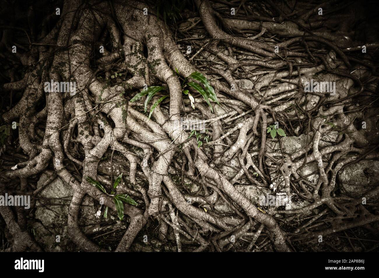Organic nature background of tangled and twisted tree roots Stock Photo
