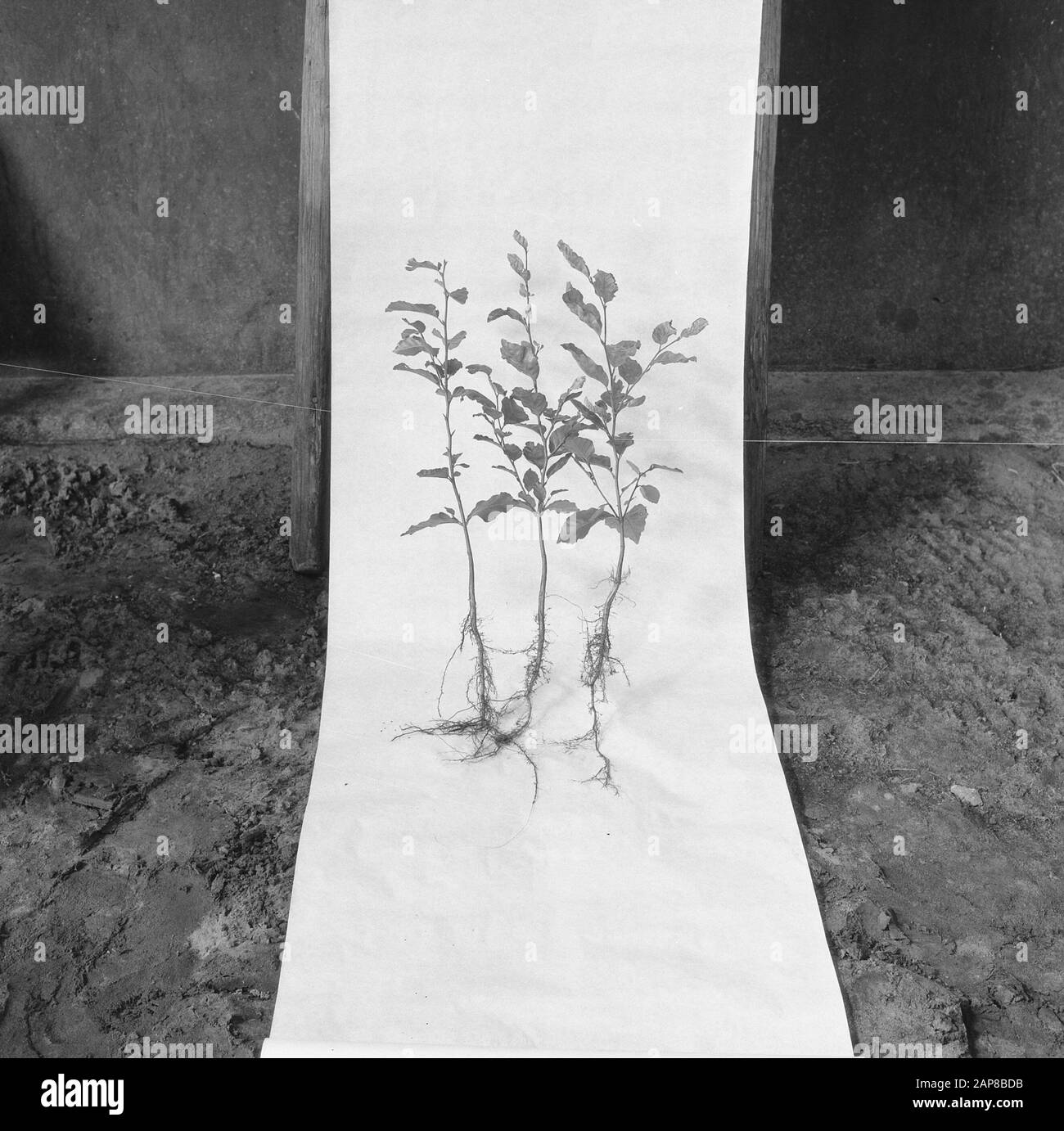 Beech species Black and White Stock Photos & Images - Alamy
