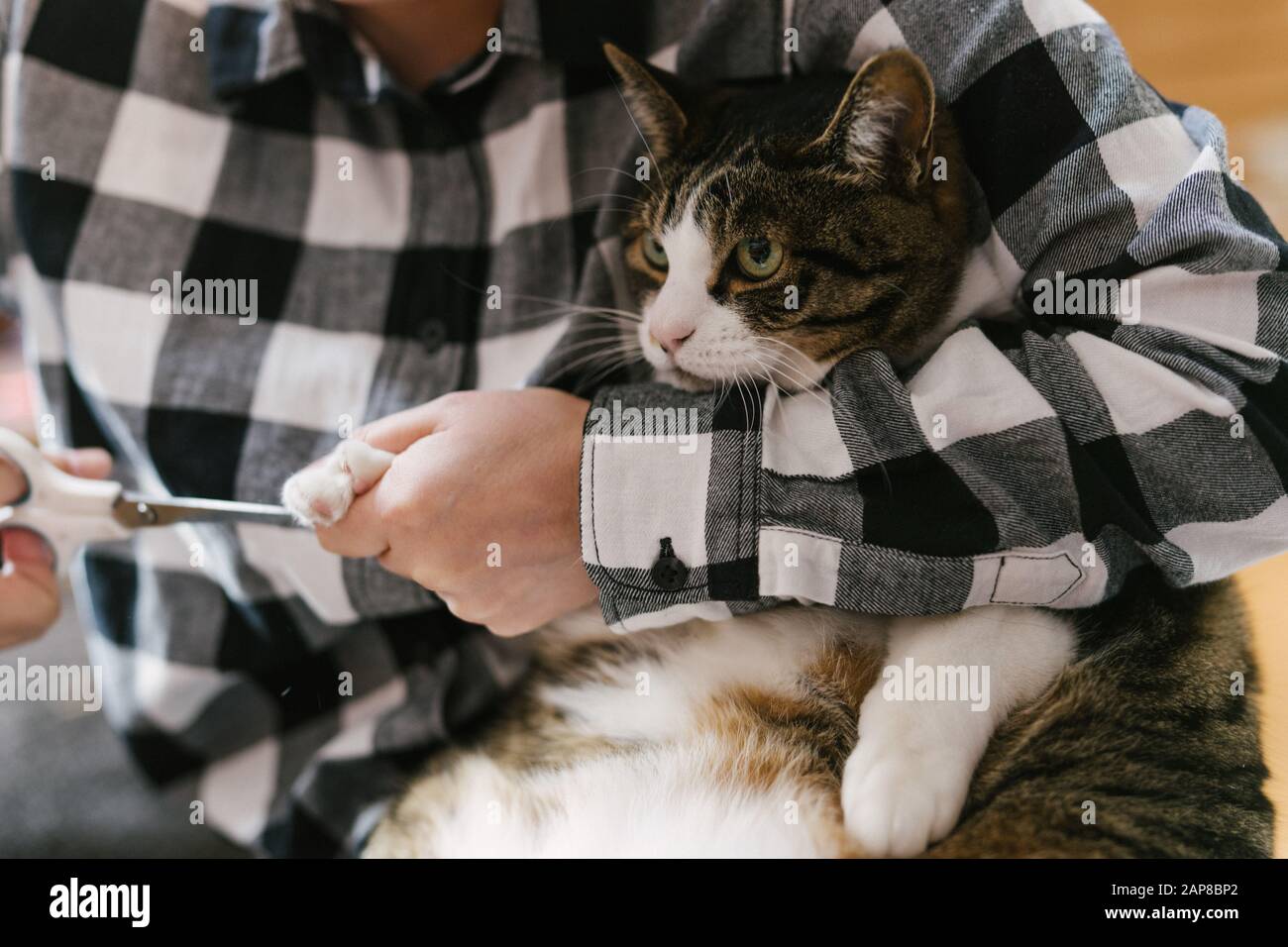 Cat Cut Nail Stock Photo 340704282 Alamy
