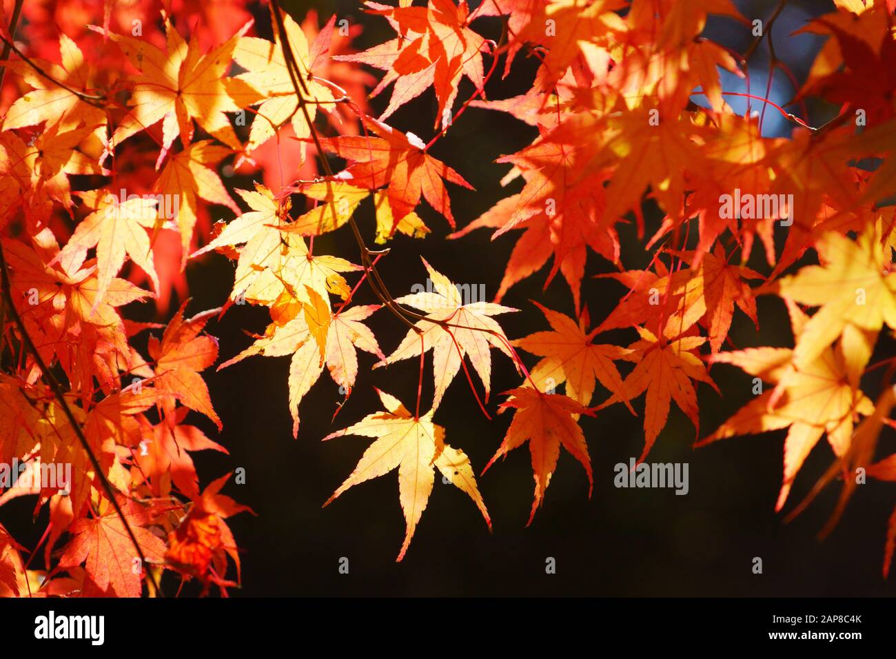 Japanese Fall Foliage Stock Photo - Alamy