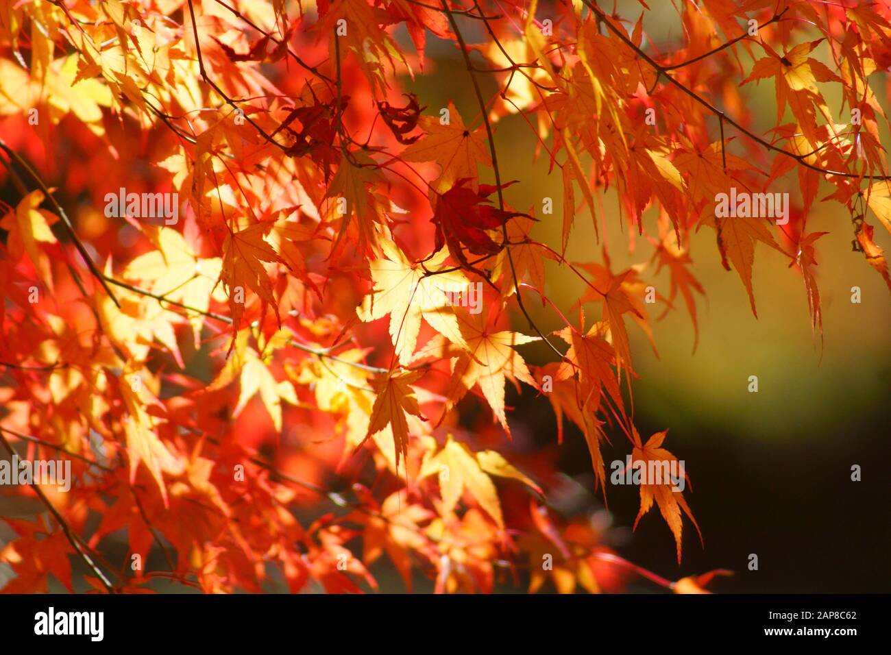 Japanese Fall Foliage Stock Photo - Alamy