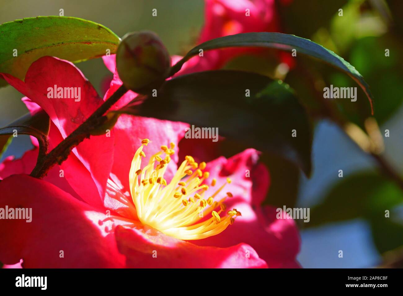 Camellia winter hi-res stock photography and images - Alamy