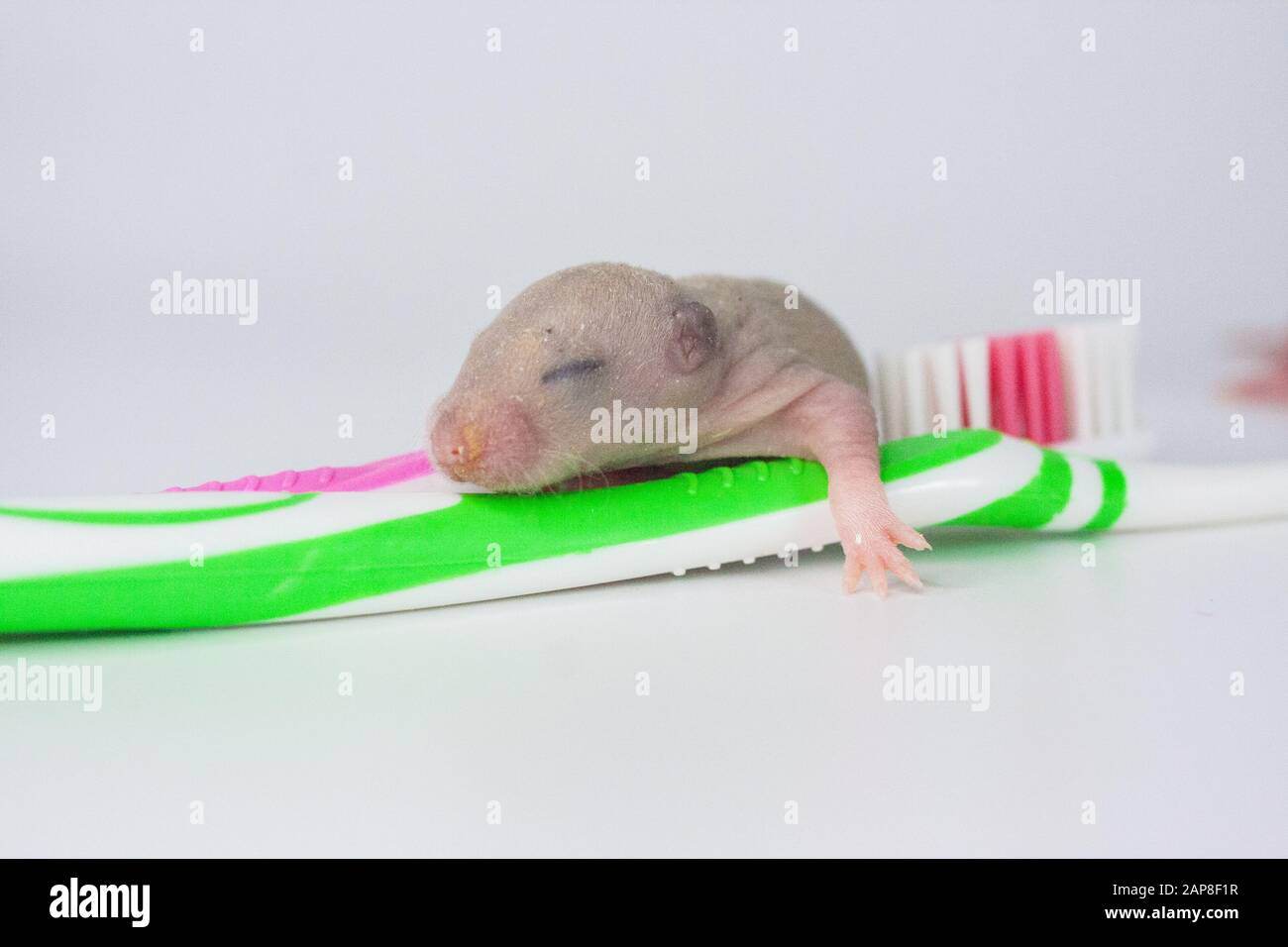 Toothbrush and rat baby. newborns rodents Stock Photo Alamy
