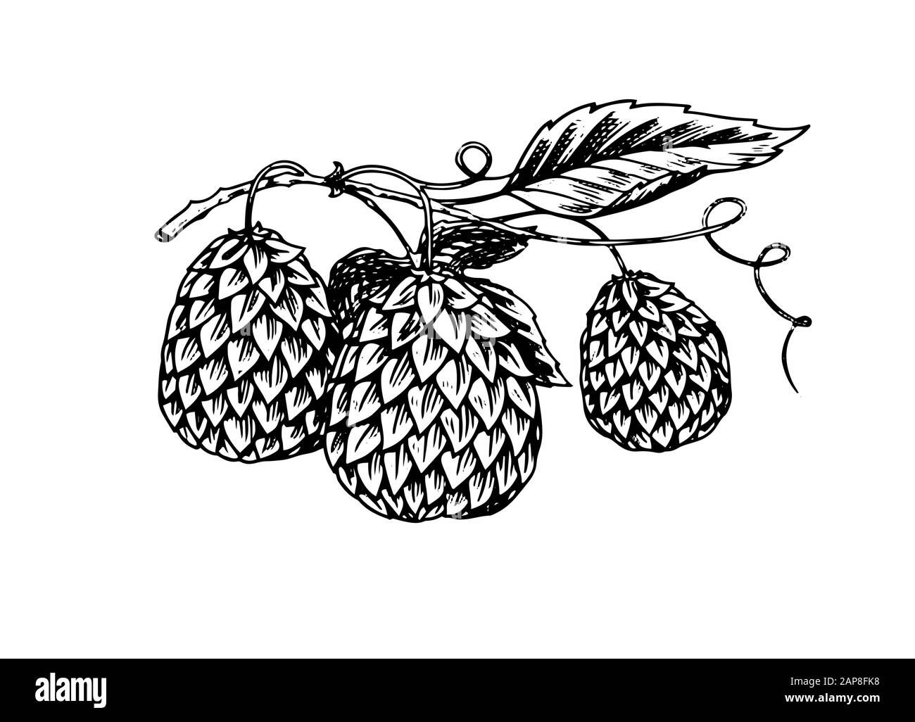 Hops plant with leaves in vintage style. Engraved monochrome sketch for banner or logo, beer or book. Vector illustration in doodle retro style. Hand Stock Vector