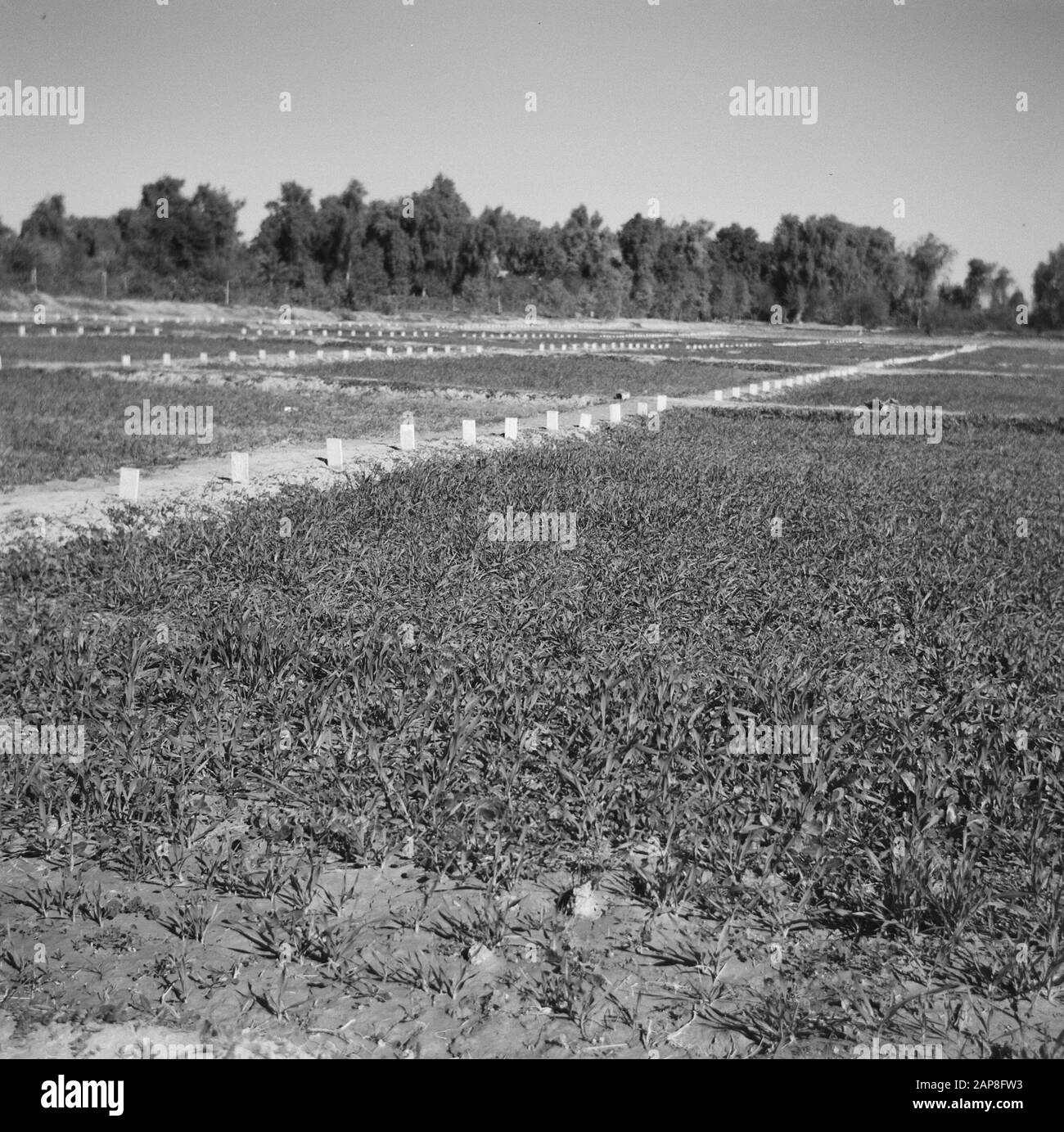 Cover crops Black and White Stock Photos & Images - Alamy