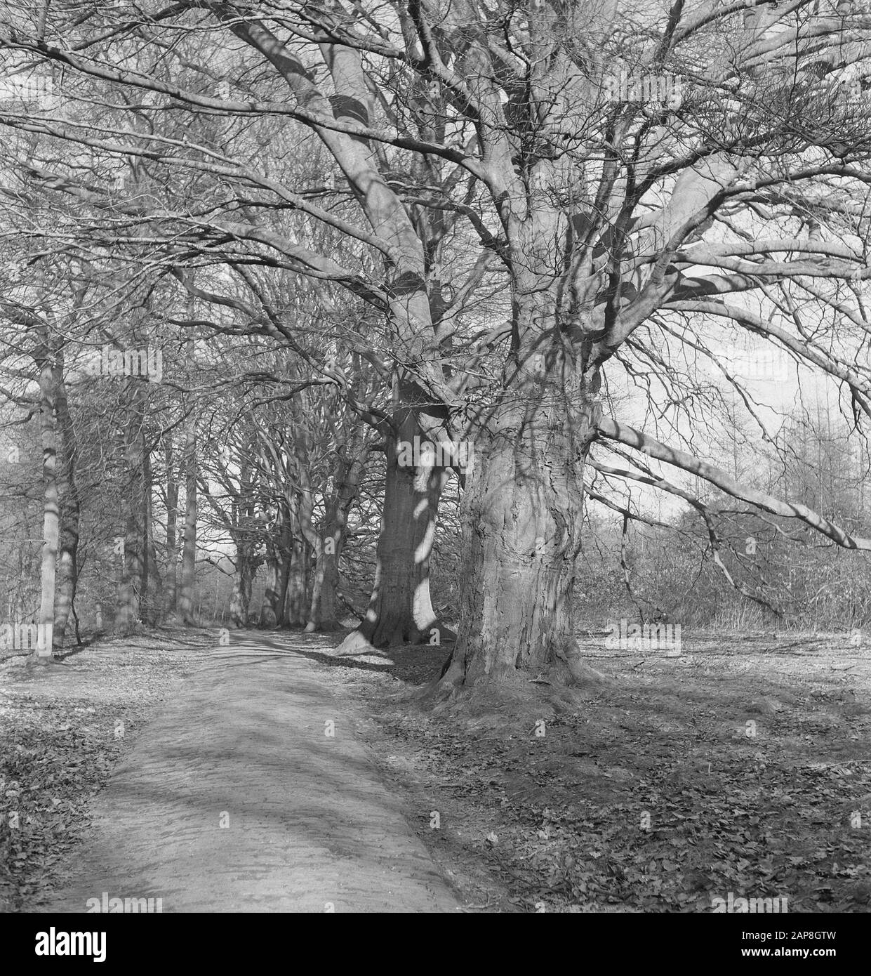 Plants trees trunks Black and White Stock Photos & Images - Alamy