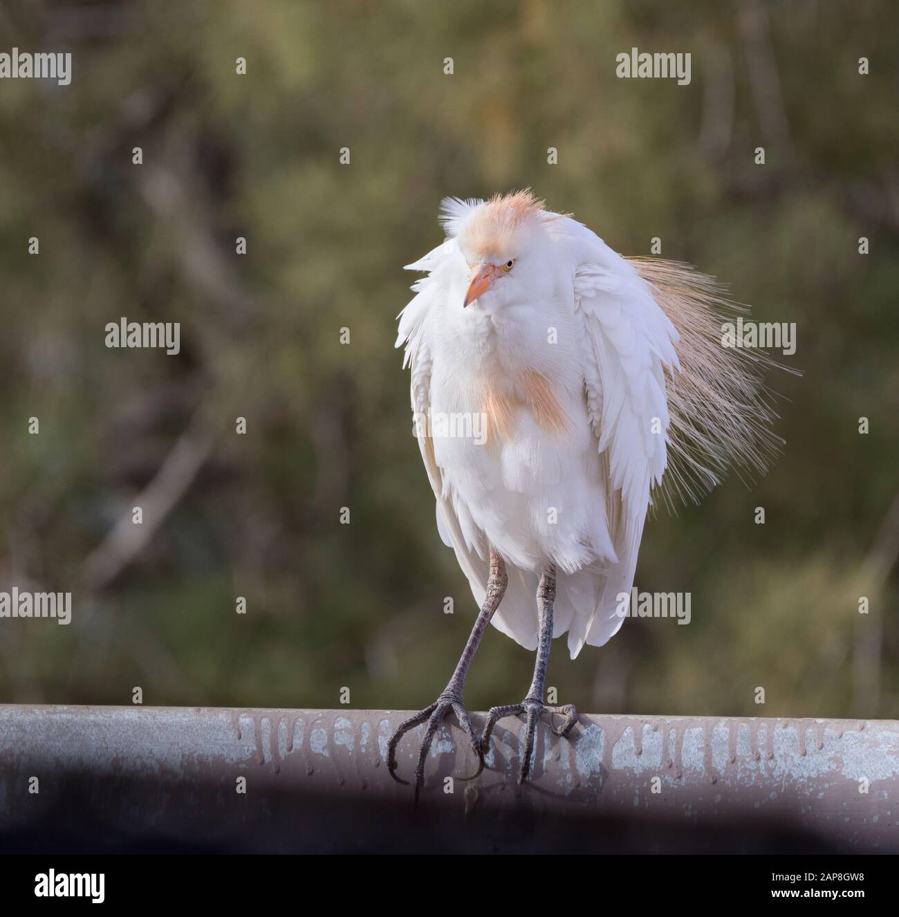 Cattle Egret  (Bubulcus ibis) With Ruffled Plumage, Israel Stock Photo