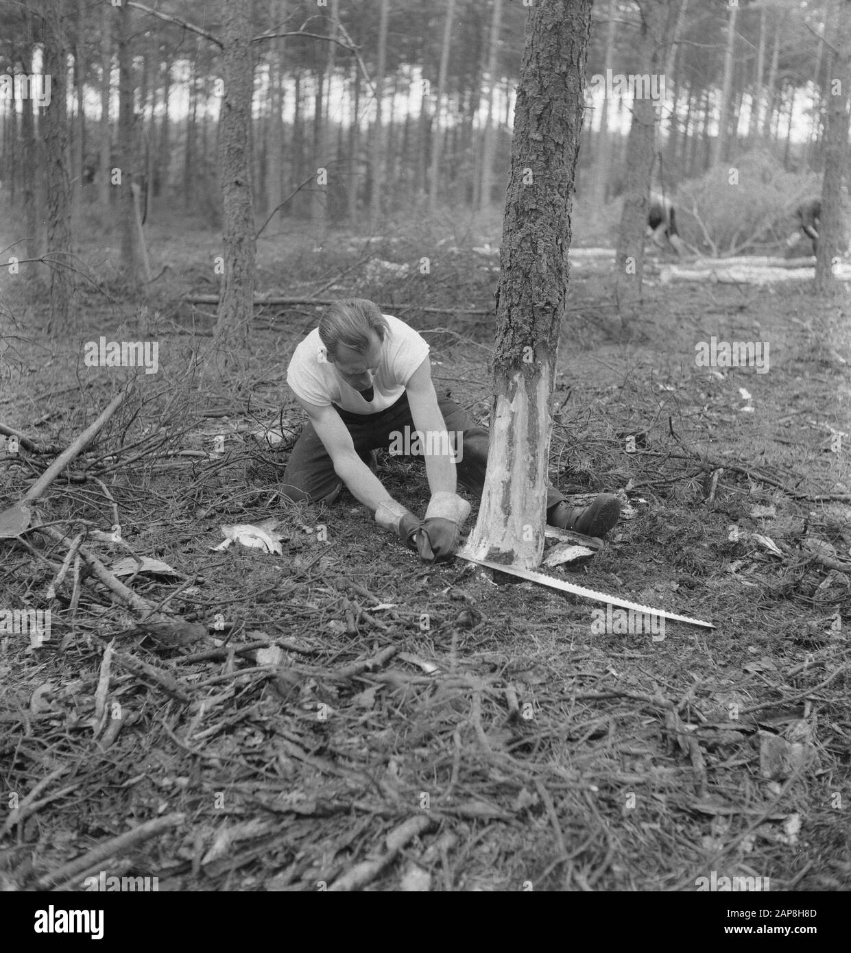 workers, forestry, tools Date: undated Keywords: workers, woodworking, tools Stock Photo