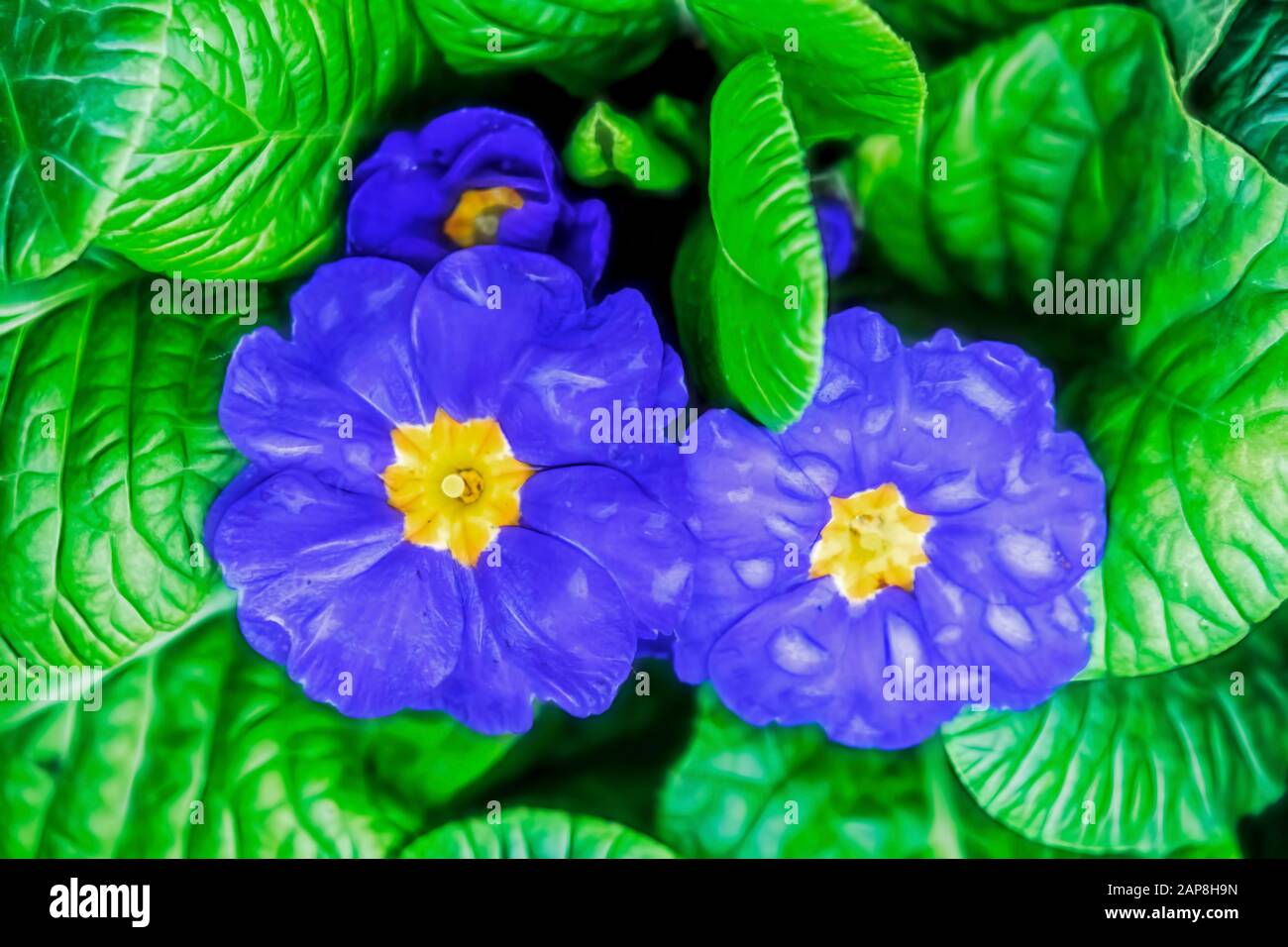 Close Up Common Primrose Flowers In Nature Stock Photo Alamy