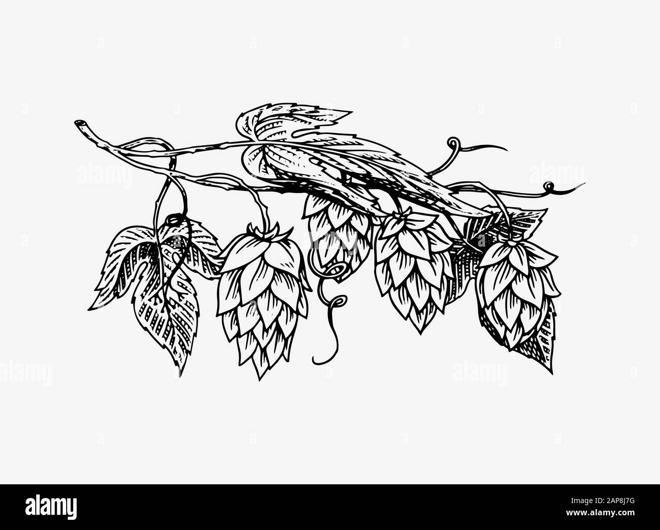 Hops plant with leaves in vintage style. Engraved monochrome sketch for banner or logo, beer or book. Vector illustration in doodle retro style. Hand Stock Vector