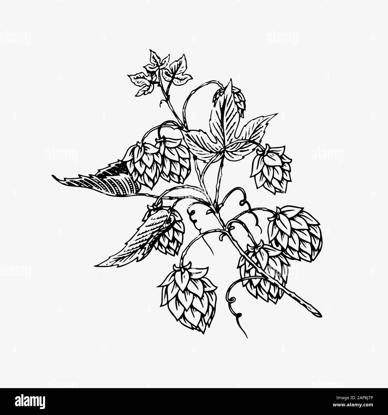 Hops plant with leaves in vintage style. Engraved monochrome sketch for banner or logo, beer or book. Vector illustration in doodle retro style. Hand Stock Vector