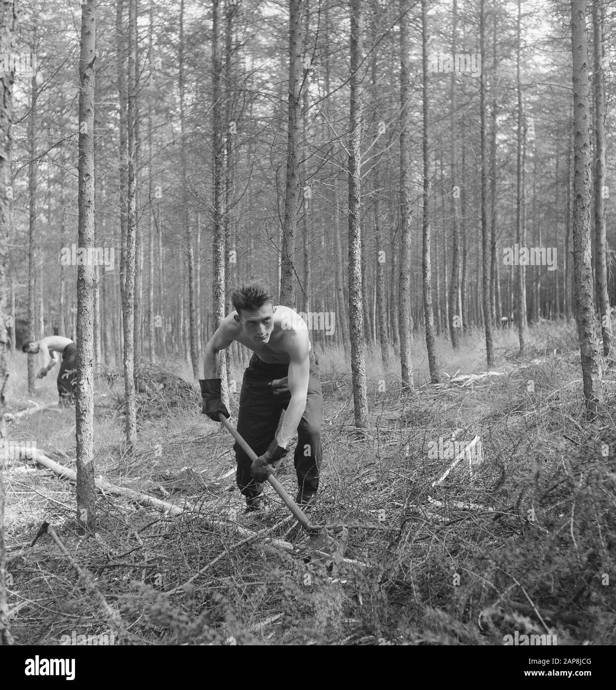 forestry, workers, work, tools Date: undated Keywords: workers, forestry, tools, work Stock Photo