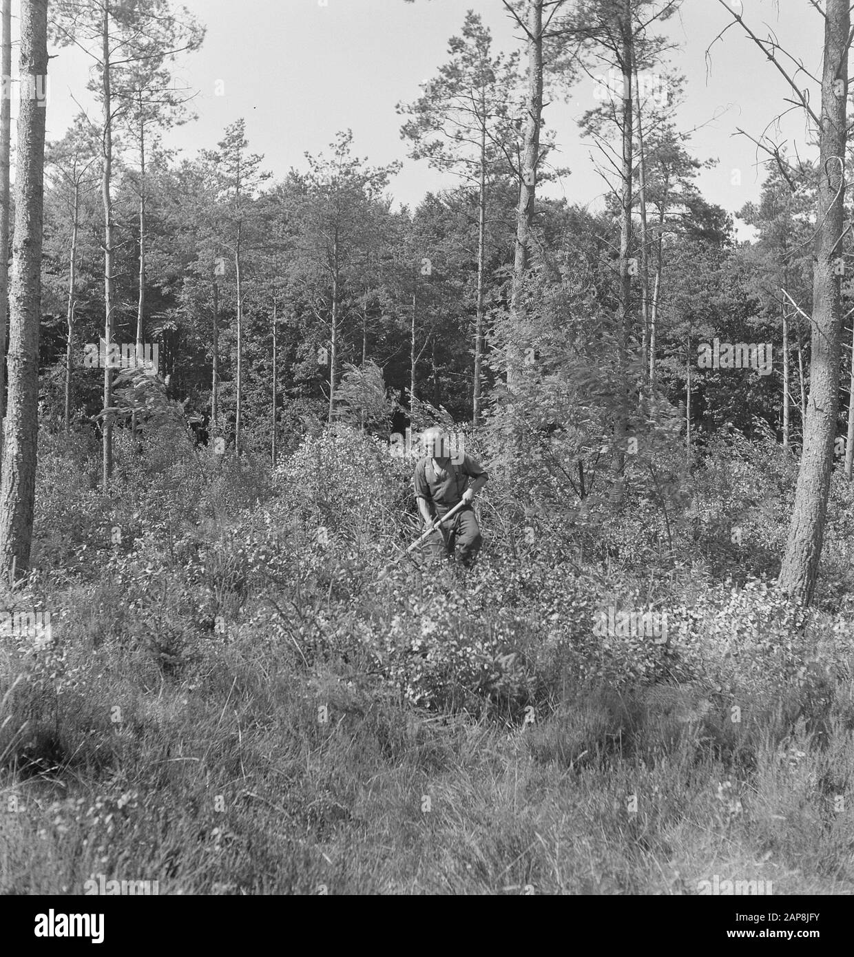 Woodland shrubs Black and White Stock Photos & Images - Alamy