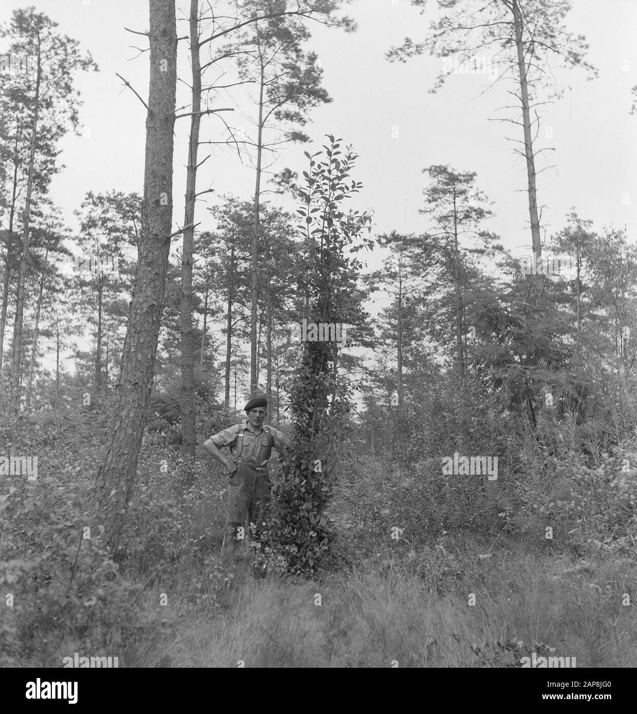 forestry, workers, tools Date: undated Keywords: workers, woodworking, tools Stock Photo