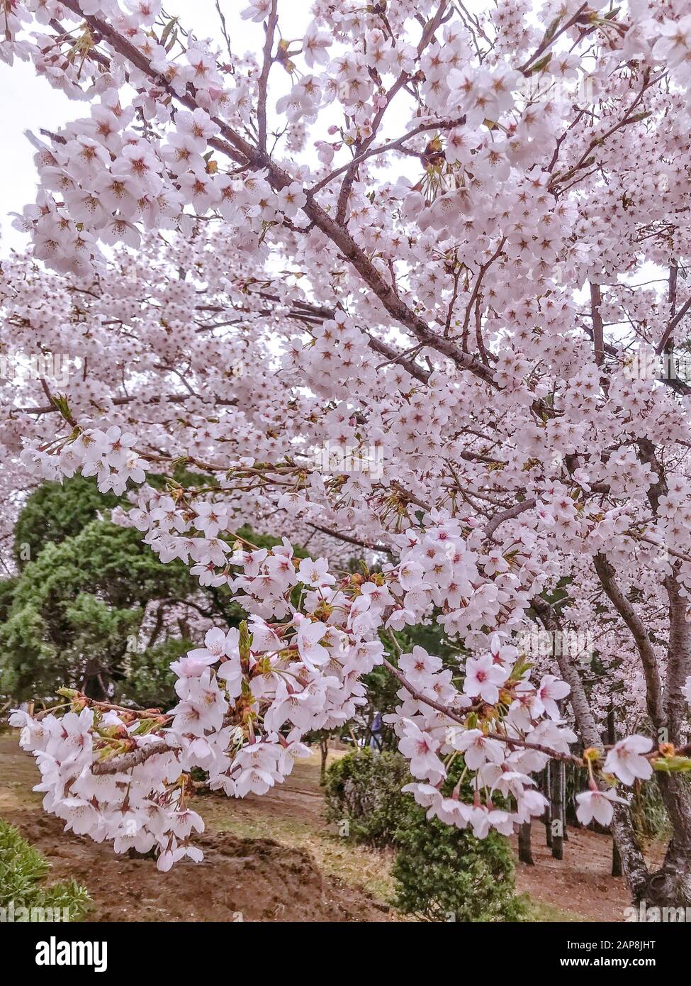 Cherry Blossom or Sakura Flowers in the garden Stock Photo