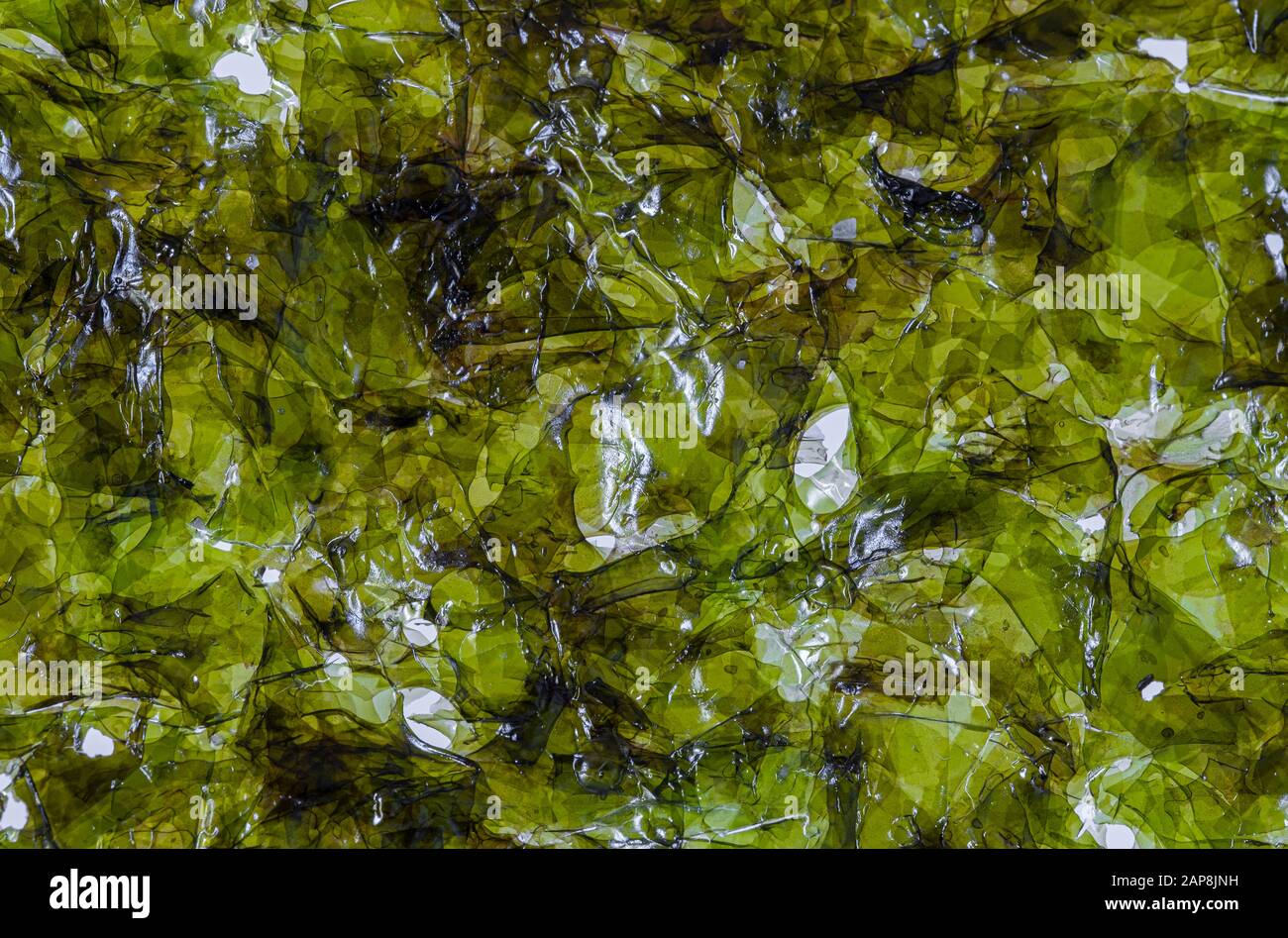 Macro image of a dried seaweed sheet Stock Photo Alamy