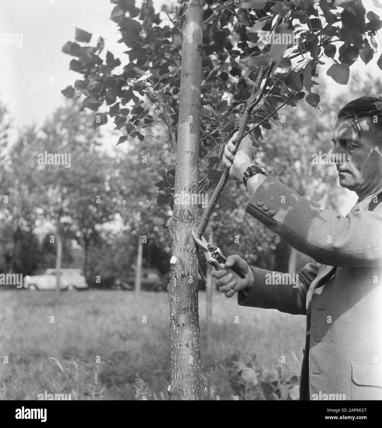 trees, workers, tools, pruning, pruning Date: undated Keywords: workers, trees, tools, pruning Personal name: pruning shears Stock Photo