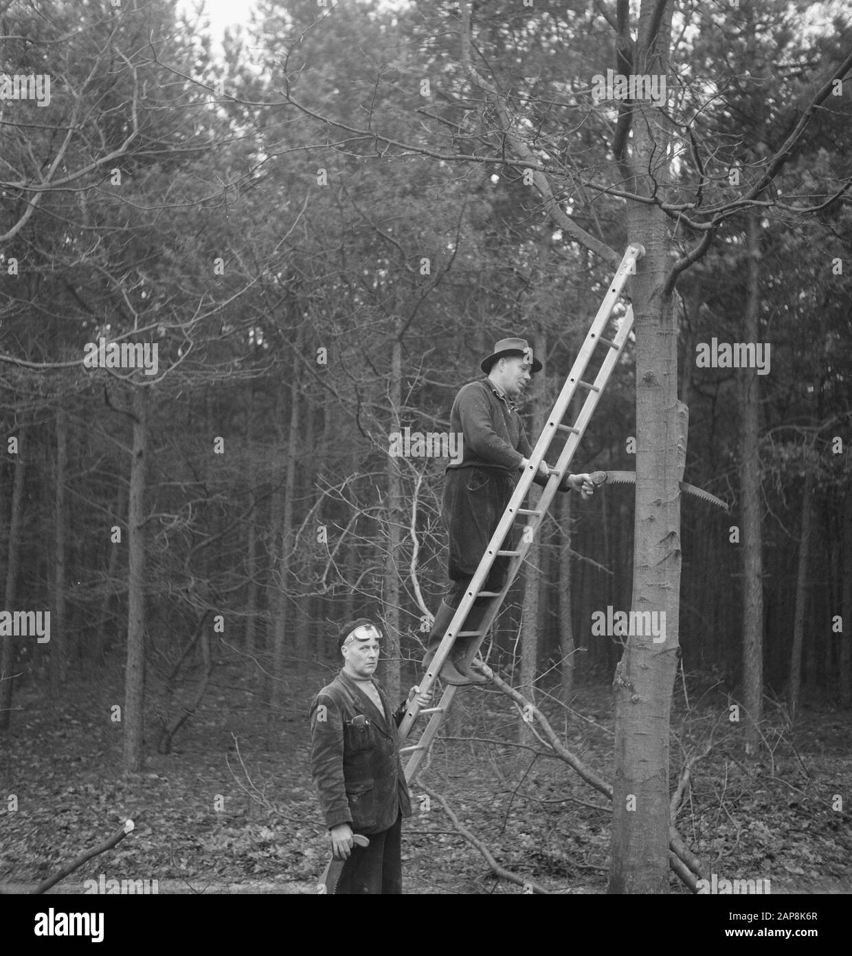 forestry, workers, tools, ladders Date: undated Keywords: workers, woodworking, tools, ladders Stock Photo