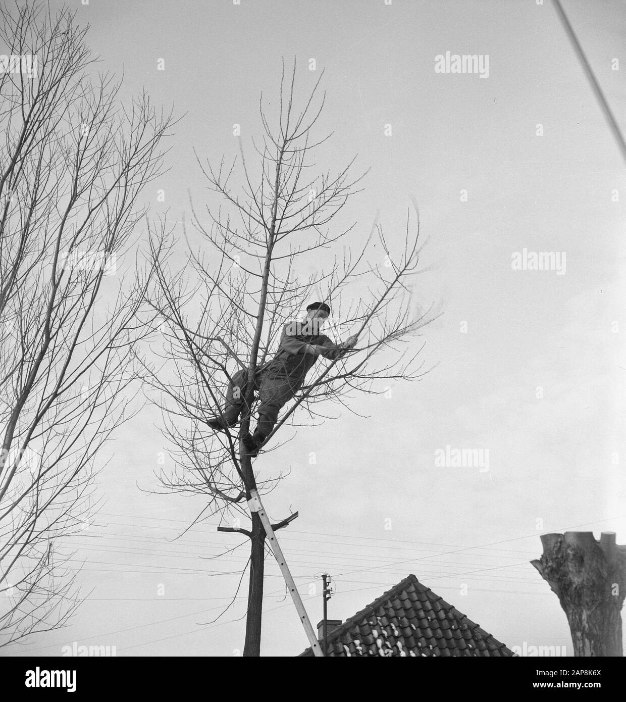 workers, trees, ladders, tools Date: undated Keywords: workers, trees, tools, ladders Stock Photo