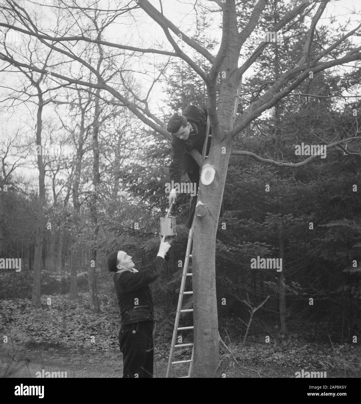 forestry, workers, tools, ladders Date: undated Keywords: workers, woodworking, tools, ladders Stock Photo