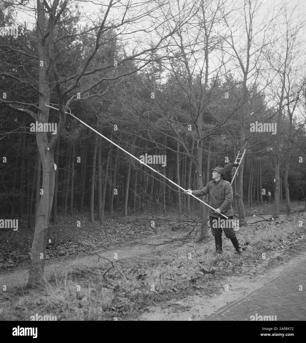 trees, workers, tools, ladders Date: undated Keywords: workers, trees, tools, ladders Stock Photo