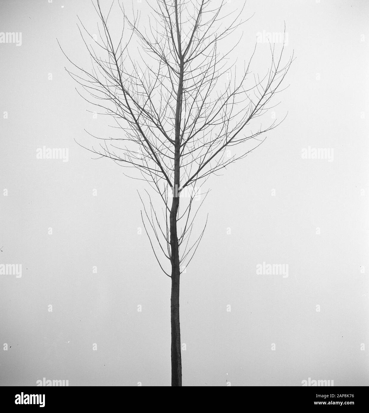Plant tops Black and White Stock Photos & Images - Alamy