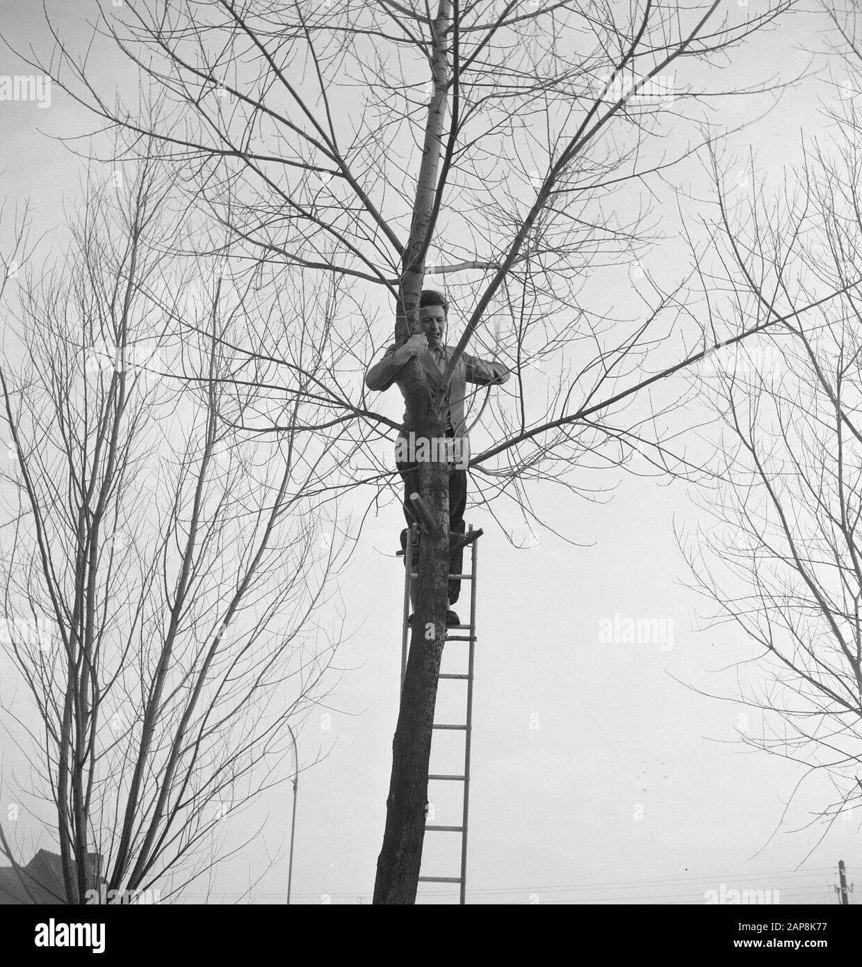 workers, trees, ladders Date: undated Keywords: workers, trees, ladders Stock Photo