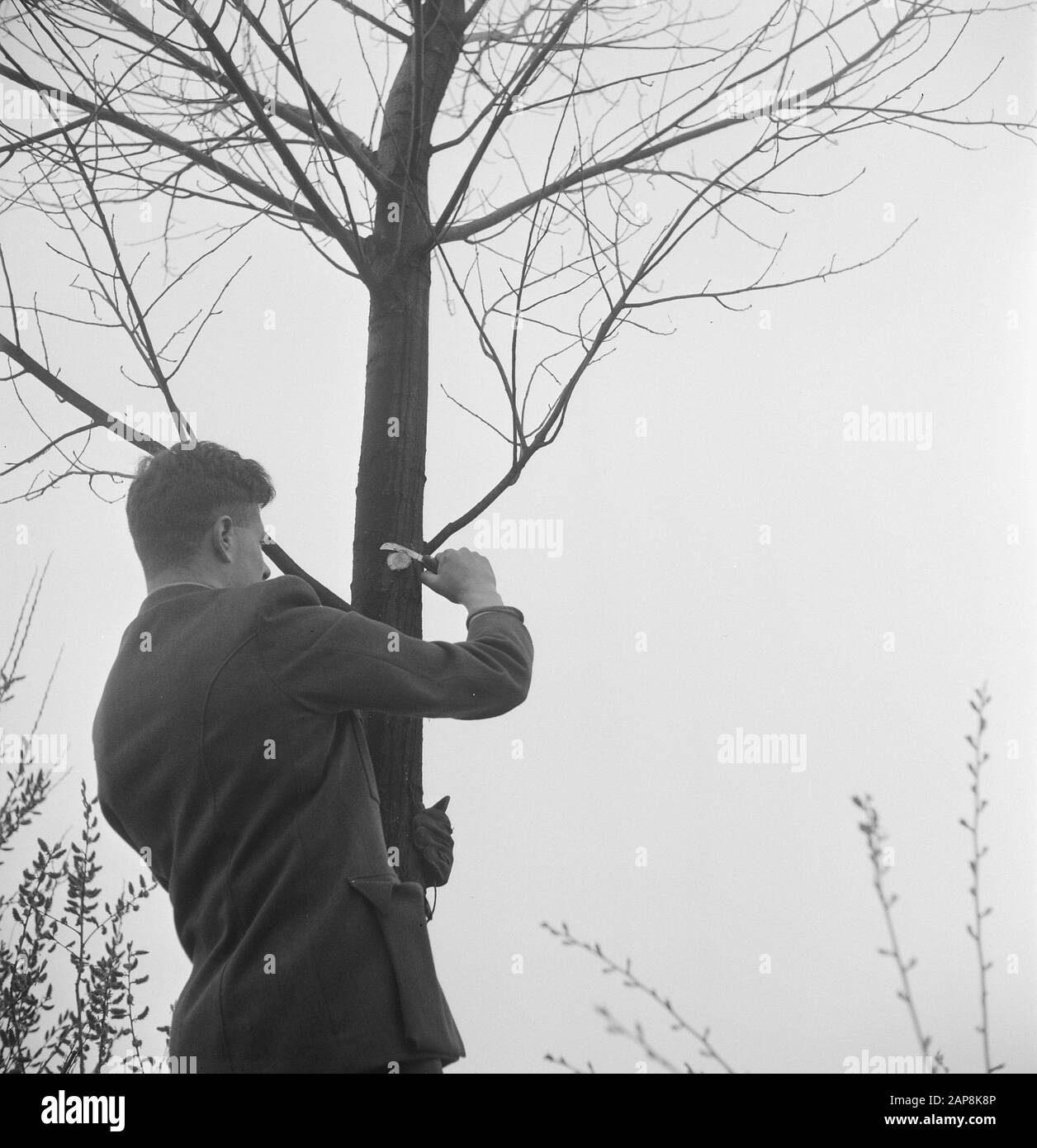 trees, tools, workers Date: undated Keywords: workers, trees, tools Stock Photo