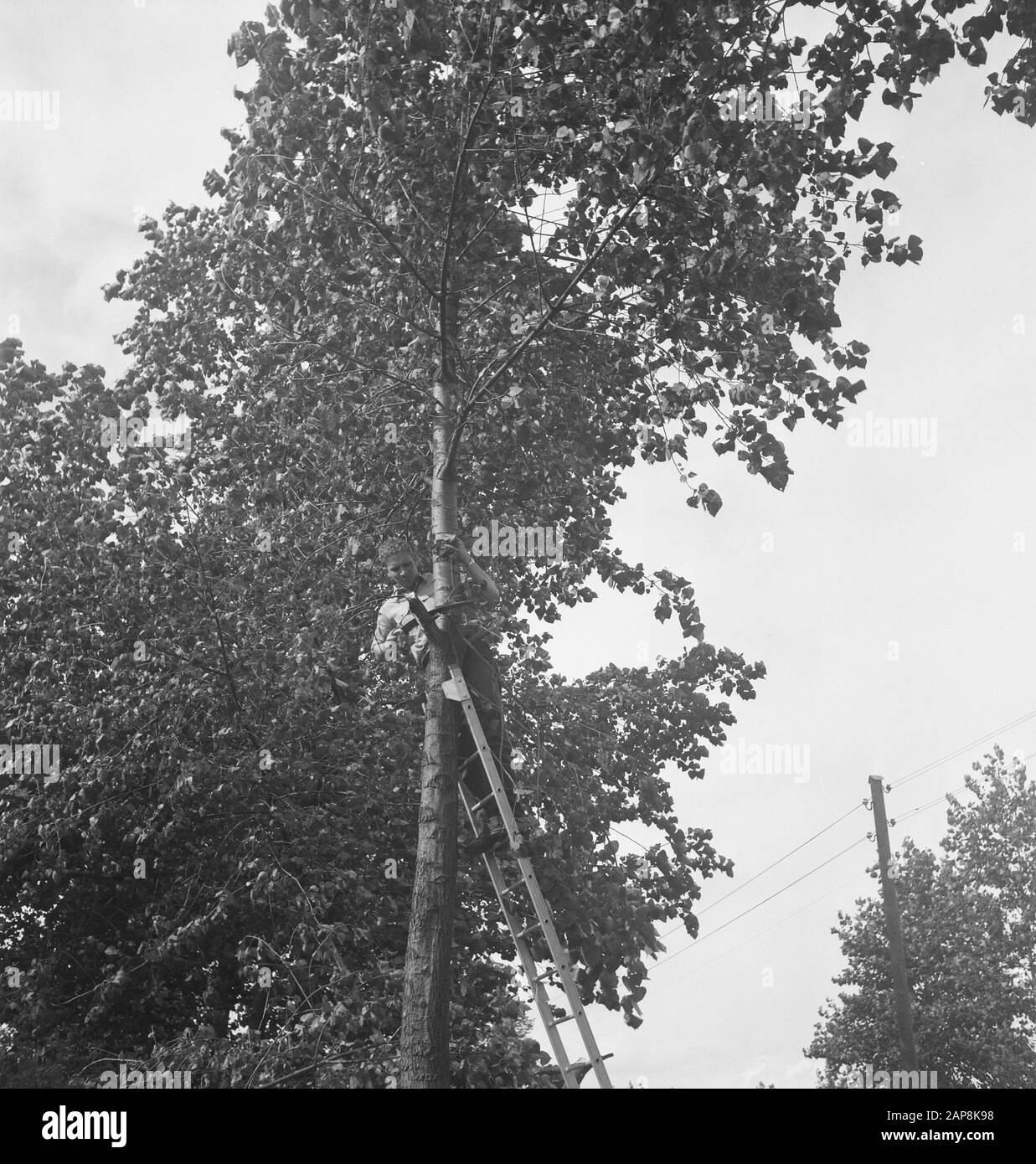 trees, ladders, workers, tools, work Date: undated Keywords: workers, trees, tools, ladders, work Stock Photo