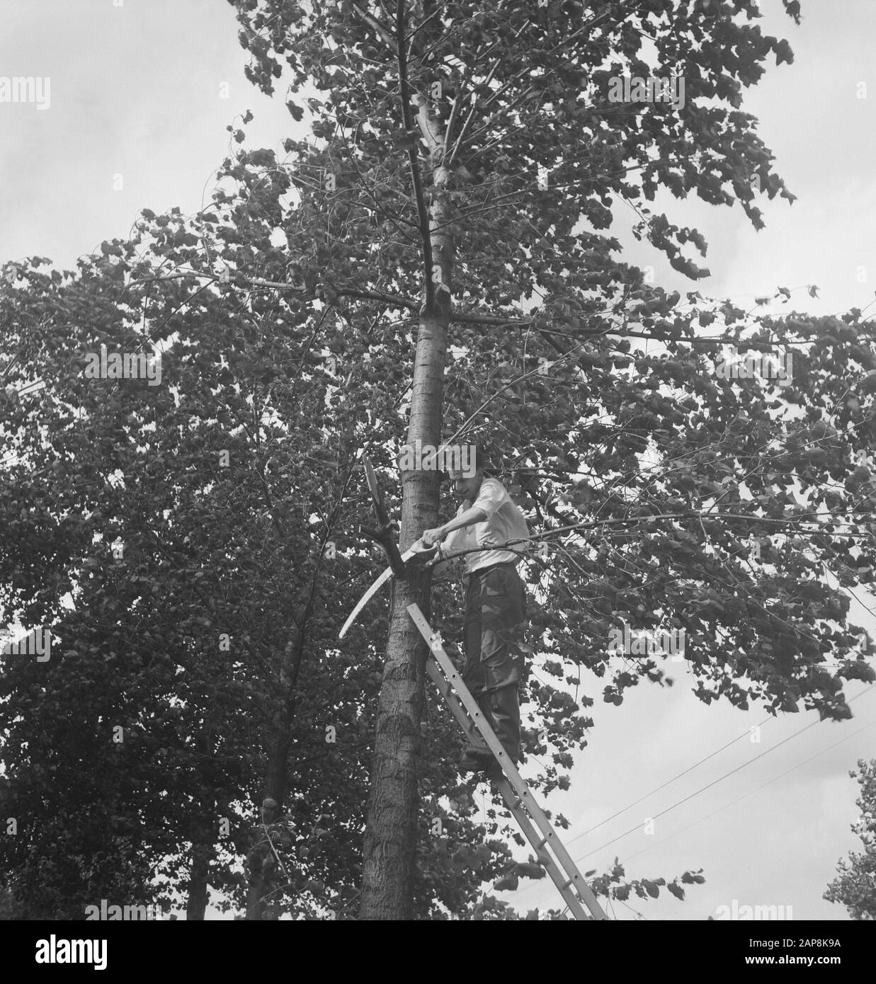 workers, trees, ladders, saws Date: undated Keywords: workers, trees, ladders, saw Stock Photo