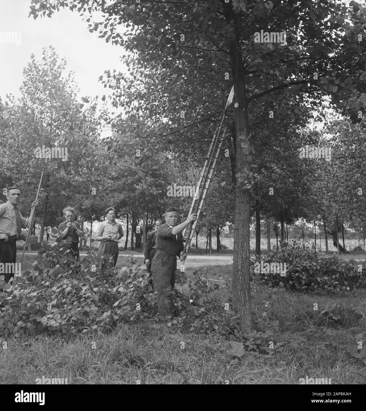 trees, workers, tools, ladders Date undated Keywords workers, trees